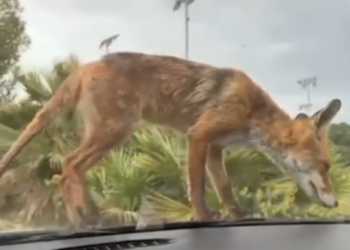 Αλεπού κάνει... βόλτα στο Παλαιό Φάληρο - Δείτε βίντεο