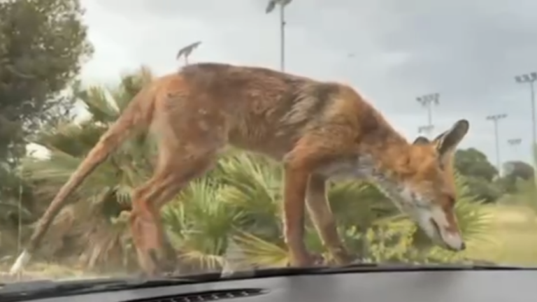 Αλεπού κάνει... βόλτα στο Παλαιό Φάληρο - Δείτε βίντεο