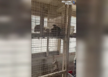 Δικογραφία για παράνομη εκτροφή ζώων σε ταράτσα στους Αμπελόκηπους: Ακατάλληλες συνθήκες υγιεινής (Βίντεο)