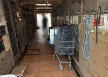 ΕΦΕΤ: Καμία εμπλοκή στο περιστατικό παράνομης εκτροφής ζώων στους Αμπελόκηπους