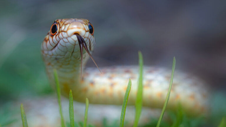 Εκτός κινδύνου ο 13χρονος από τη Σύρο που υπέστη δάγκωμα από φίδι