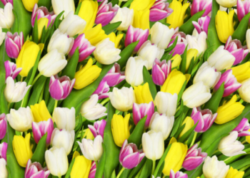 Εορτολόγιo: Ποιοι γιορτάζουν σήμερα, 27 Απριλίου