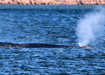 «Επιχείρηση Μαξιλάρι»: Τελευταία ευκαιρία για τη φάλαινα Timmy με βοήθεια από εκατομμυριούχους