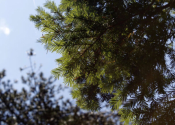 Έρευνα ΑΠΘ: Σπάνιο δέντρο των ελληνικών βουνών μπορεί να βοηθήσει στην ανάπτυξη αντικαρκινικών φαρμάκων