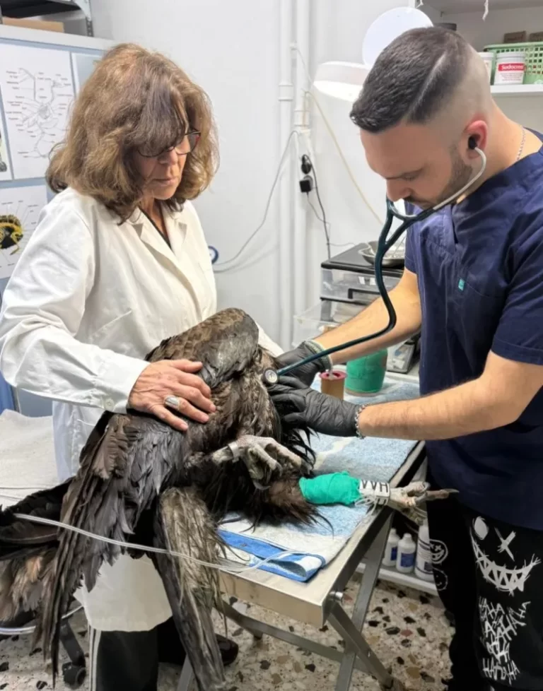 Ο μαυρόγυπας