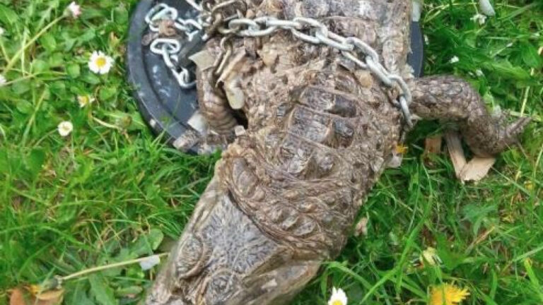Γαλλία: Ένας κροκόδειλος βρέθηκε νεκρός, τυλιγμένος με έναν υπνόσακο - Δείτε βίντεο