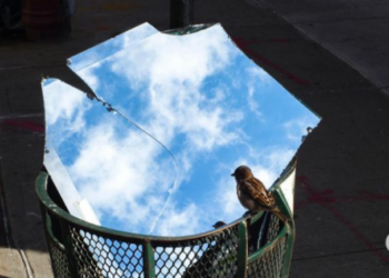 Ινδία: Νεογέννητο, σπάνιο πουλί, που απειλείται με εξαφάνιση, απέκτησε 50 «σωματοφύλακες»- Δείτε φωτογραφίες