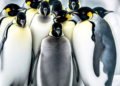 Και επισήμως στα «απειλούμενα» είδη ο αυτοκρατορικός πιγκουίνος
