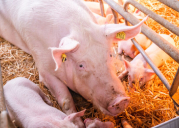 Κρήτη: Συνελήφθη μετά από καταγγελία 18χρονος που έκλεψε 7 γουρούνια από χοιροστάσιο