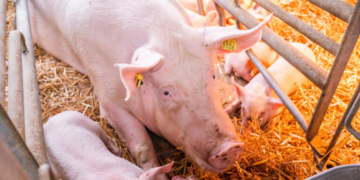 Κρήτη: Συνελήφθη μετά από καταγγελία 18χρονος που έκλεψε 7 γουρούνια από χοιροστάσιο