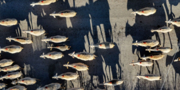 Λέσβος: Σε καύση των κοπαδιών που εντοπίζεται κρούσμα αφθώδους προχωρά από σήμερα η Περιφέρεια