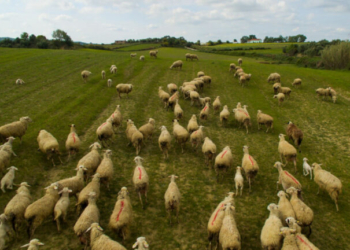 Να σταματήσουν οι σφαγές κοπαδιών και να ξεκινήσει ο εμβολιασμός, ζητούν οι κτηνοτρόφοι της Δ. Λέσβου