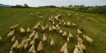 Να σταματήσουν οι σφαγές κοπαδιών και να ξεκινήσει ο εμβολιασμός, ζητούν οι κτηνοτρόφοι της Δ. Λέσβου