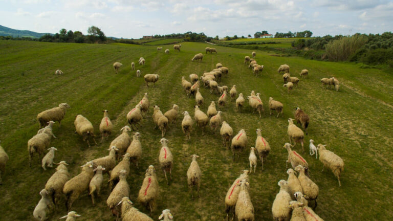 Να σταματήσουν οι σφαγές κοπαδιών και να ξεκινήσει ο εμβολιασμός, ζητούν οι κτηνοτρόφοι της Δ. Λέσβου
