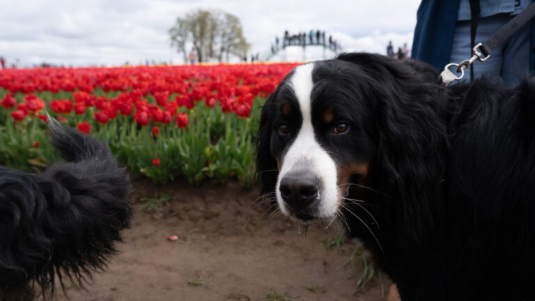 Νεκροί 200 σκύλοι από πυρκαγιά σε φάρμα στη Ρωσία