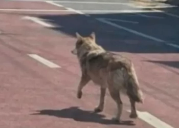 Νότια Κορέα: Συνελήφθη άντρας για δημοσίευση AI εικόνας λύκου που είχε δραπετεύσει από ζωολογικό κήπο