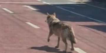 Νότια Κορέα: Συνελήφθη άντρας για δημοσίευση AI εικόνας λύκου που είχε δραπετεύσει από ζωολογικό κήπο