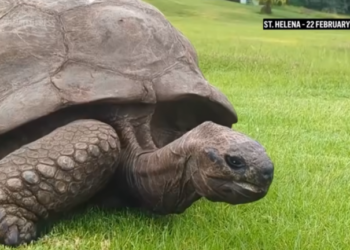 Ο Τζόναθαν είναι ζωντανός: Αναληθείς οι φήμες για τον θάνατο της γηραιότερης χελώνας στον κόσμο