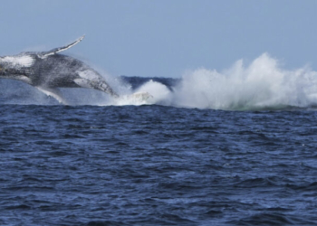 Οι διασώστες έχασαν τις ελπίδες τους για τη φάλαινα που έχει παγιδευτεί στη Βαλτική Θάλασσα