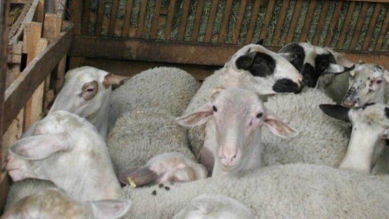 Ρόδος: 2 συλλήψεις για ζωοκλοπή