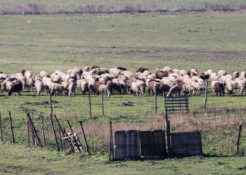 Σαράντα οκτώ κρούσματα αφθώδους πυρετού στη Λέσβο