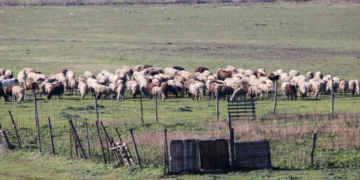 Σαράντα οκτώ κρούσματα αφθώδους πυρετού στη Λέσβο