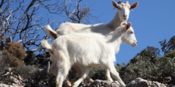Στα 2.152 τα κρούσματα ευλογιάς αιγοπροβάτων, στις 486.666 οι θανατώσεις