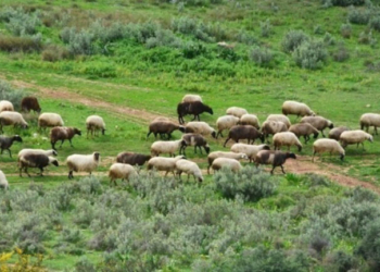 Στις 11:00 η συνάντηση Σχοινά με τους αγρότες της Λέσβου - Αποζημιώσεις €8 εκατ. για τυροκομικές επιχειρήσεις