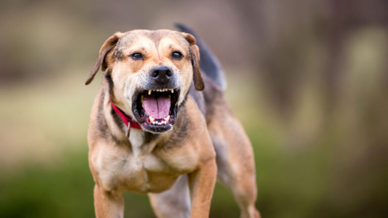 Στο νοσοκομείο κοριτσάκι 2 ετών, τη δάγκωσε σκύλος