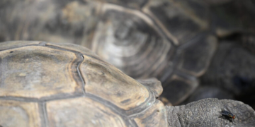 Ταϊλάνδη: 19χρονη συνελήφθη στο αεροδρόμιο με 30 χελώνες κάτω από τα ρούχα της