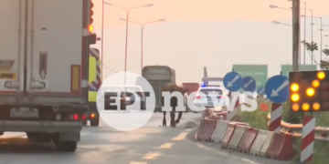 Θεσσαλονίκη: Αναστάτωση στην Εθνική Οδό λόγω αγελάδας που έτρεχε ανάμεσα στα οχήματα – Δείτε βίντεο