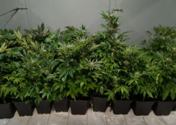 Θεσσαλονίκη: Εργαστήρι υδροπονικής κάνναβης σε... διαμέρισμα - Χειροπέδες σε 47χρονο