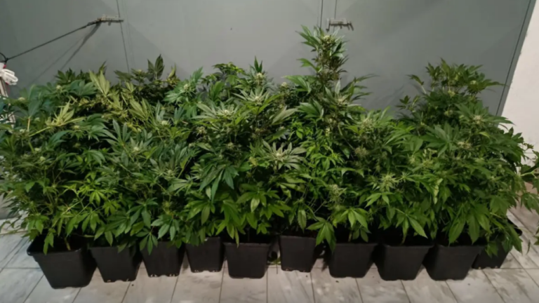 Θεσσαλονίκη: Εργαστήρι υδροπονικής κάνναβης σε... διαμέρισμα - Χειροπέδες σε 47χρονο