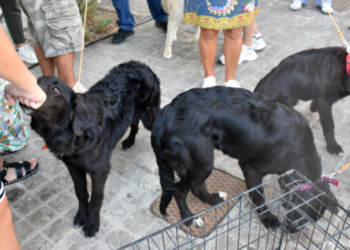 Θεσσαλονίκη: Μαζική θανάτωση σκύλων με δηλητηριασμένα δολώματα στον Βάβδο της Χαλκιδικής