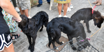 Θεσσαλονίκη: Μαζική θανάτωση σκύλων με δηλητηριασμένα δολώματα στον Βάβδο της Χαλκιδικής