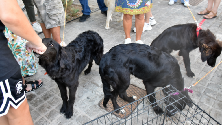 Θεσσαλονίκη: Μαζική θανάτωση σκύλων με δηλητηριασμένα δολώματα στον Βάβδο της Χαλκιδικής