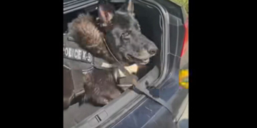 Θεσσαλονίκη: Ο «Ακύλας» ξετρύπωσε πάνω από 1 ένα κιλό κοκαΐνης σε αυτοκίνητο - Δείτε βίντεο