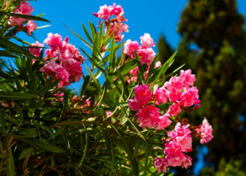 Τι λέει ο Βασιλακόπουλος για τις πικροδάφνες μετά το καμπανάκι περί τοξικότητας