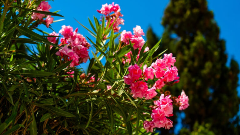 Τι λέει ο Βασιλακόπουλος για τις πικροδάφνες μετά το καμπανάκι περί τοξικότητας