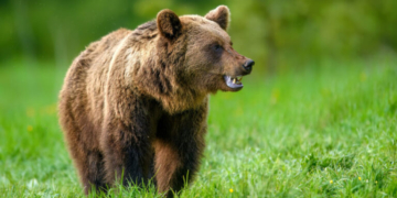 Τραγικός θάνατος στην Πολωνία: 58χρονη σκοτώθηκε από αρκούδα