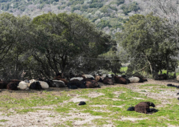 ΥΠΑΑΤ: Καμία χαλάρωση στην εφαρμογή των μέτρων για την ευλογιά και τον αφθώδη πυρετό ενόψει Πάσχα