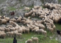Ευλογιά αιγοπροβάτων: Παρατείνονται τα προληπτικά μέτρα στην Κρήτη