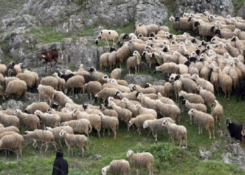 Ευλογιά αιγοπροβάτων: Παρατείνονται τα προληπτικά μέτρα στην Κρήτη