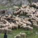 Ευλογιά αιγοπροβάτων: Παρατείνονται τα προληπτικά μέτρα στην Κρήτη