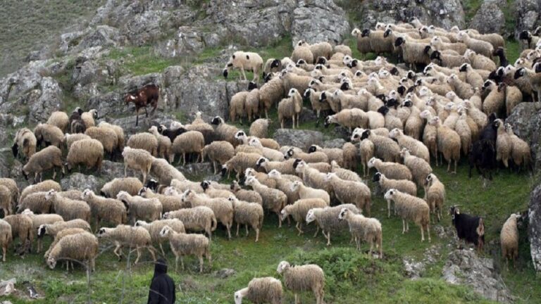 Ευλογιά αιγοπροβάτων: Παρατείνονται τα προληπτικά μέτρα στην Κρήτη