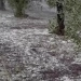 Ηράκλειο: Ζημιές σε αμπελοκαλλιέργειες από την έντονη χαλαζόπτωση -Έπεσαν περί τα εβδομήντα χιλιοστά βροχής