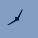 Κατάρριψη κατασκοπευτικού drone στο Ορμούζ: Βίντεο «περισυλλογής» του δημοσίευσε το Ιράν