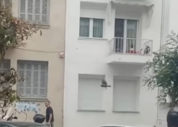 Κοράκι επιτίθεται και τραυματίζει περαστικούς στο κέντρο της Θεσσαλονίκης - Δείτε βίντεο