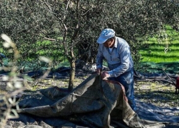 Κρήτη: Ποιοι παράγοντες οδήγησαν σε 50% μείωση στην ελαιοπαραγωγή – Στο Υπουργείο ο φάκελος για τις αποζημιώσεις