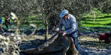 Κρήτη: Ποιοι παράγοντες οδήγησαν σε 50% μείωση στην ελαιοπαραγωγή – Στο Υπουργείο ο φάκελος για τις αποζημιώσεις